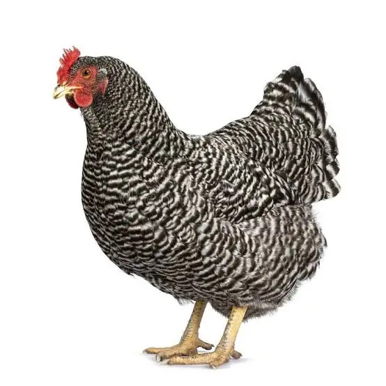 Gallina Amrock